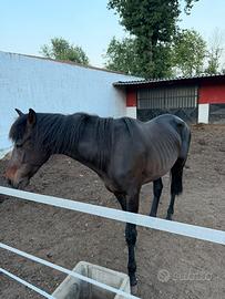 Trotter