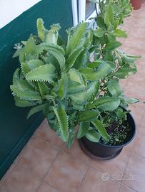 Pianta Kalanchoe Pinnata