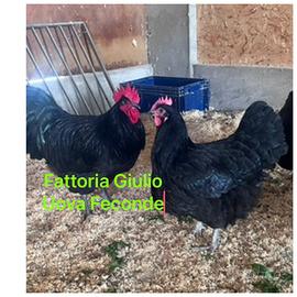Australorp nera galline pulcini