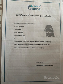 Coniglio nano minilop