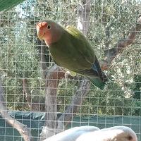 Inseparabili roseicollis