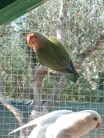 Inseparabili roseicollis