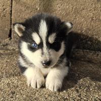 Cucciolo di Husky