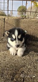 Cucciolo di Husky