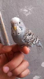 coccorite allevate a mano 
