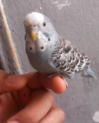 coccorite allevate a mano 