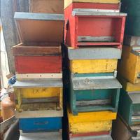 20 ARNIE COMPLETE comprese di escludi regina