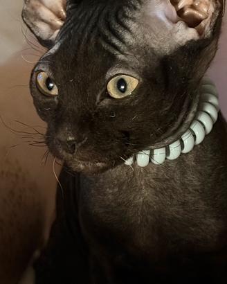 Sphynx