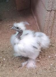 pulcino moroseta SILKIE SHOWGIRL DALMATAN