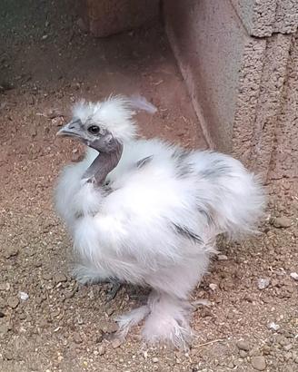 pulcino moroseta SILKIE SHOWGIRL DALMATAN