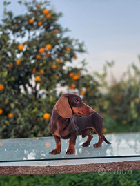 Stallone bassotto con pedigree