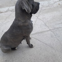 Cane corso