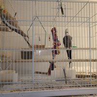 Coppia calopsite con gabbia