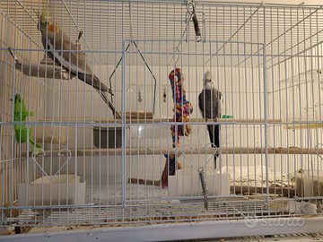 Coppia calopsite con gabbia