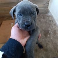 Cucciole cane corso