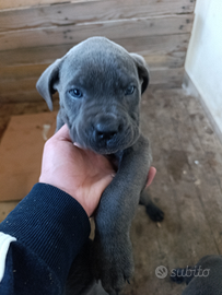 Cucciole cane corso