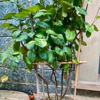 Pre bonsai bosco alberi di pero