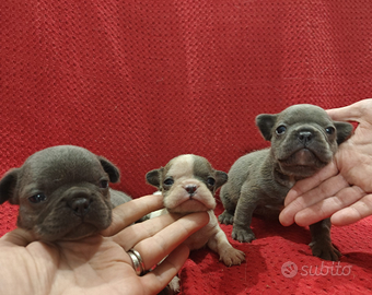 Bulldog Francese