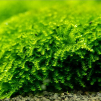 Muschio Plagiomnium affine Pearl Moss