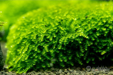 Muschio Plagiomnium affine Pearl Moss