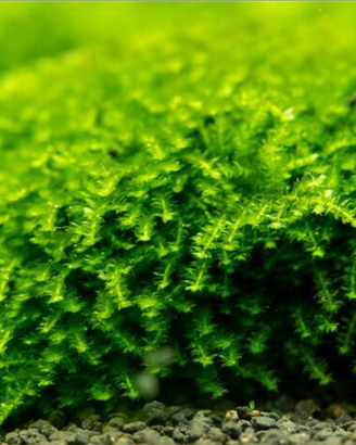 Muschio Plagiomnium affine Pearl Moss