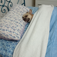Bulldog francese