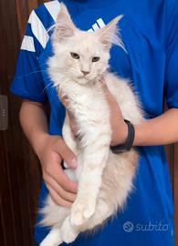Maine Coon cameo