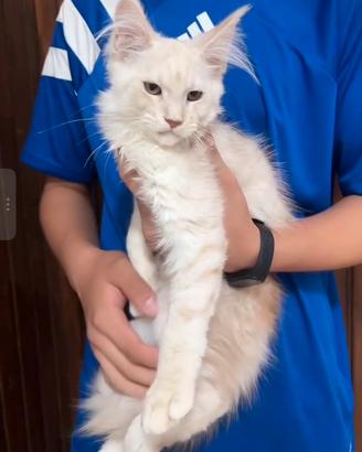 Maine Coon cameo