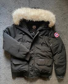 canada goose