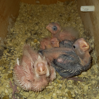 Disponibili pulli da imbecco di calopsite