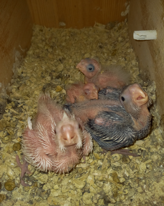 Disponibili pulli da imbecco di calopsite