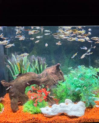 Acquario con pesci