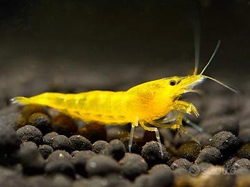 Neocaridina Yellow Fire - Gamberetti selezionati