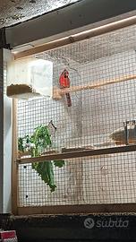 Cardinale della virginia