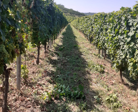 Terreno coltivato a moscato D'Asti