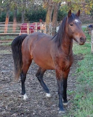 Puledro pony 2023