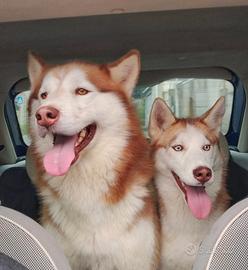 Cuccioli di Siberian Husky