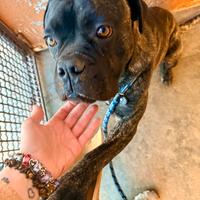 Meraviglioso cane corso tigrato