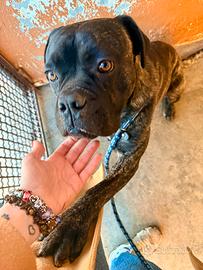 Meraviglioso cane corso tigrato