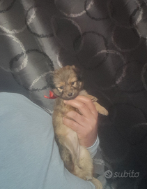 Cucciola taglia piccola