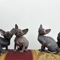Gatti Sphynx con Pedigree