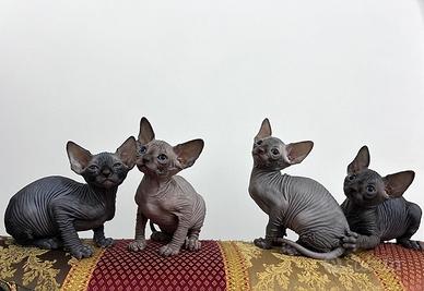Gatti Sphynx con Pedigree