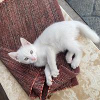 Gattino di due mesi