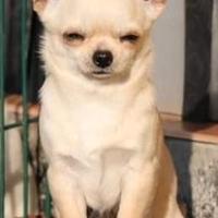 Maschio con Pedigree ENCI/FCI per ACCOPPIAMENTO