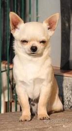 Maschio con Pedigree ENCI/FCI per ACCOPPIAMENTO