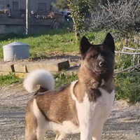 Femmina akita americano