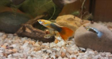 Pesci tropicali guppy