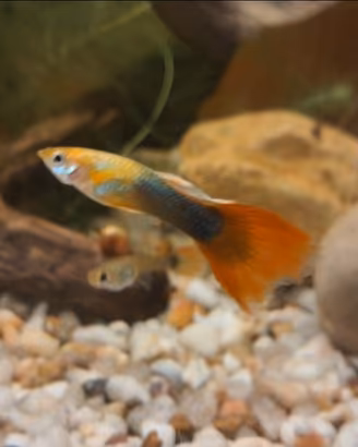 Pesci tropicali guppy