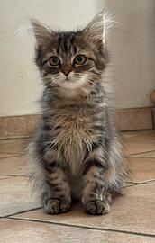 Cucciolo gatto siberiano gattino siberiano