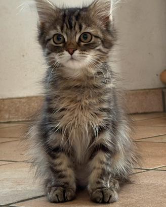 Cucciolo gatto siberiano gattino siberiano